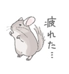 ちょいデフォチンチラスタンプ（シナモン）（個別スタンプ：19）