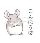 ちょいデフォチンチラスタンプ（シナモン）（個別スタンプ：20）