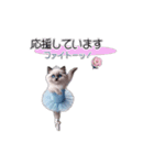 ラグドール子猫のバレリーナ（個別スタンプ：5）