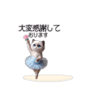 ラグドール子猫のバレリーナ（個別スタンプ：6）