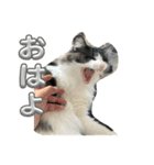 くまらいむかいみかん（個別スタンプ：3）