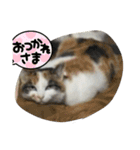 くまらいむかいみかん（個別スタンプ：8）