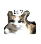 くまらいむかいみかん（個別スタンプ：9）