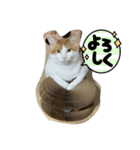 くまらいむかいみかん（個別スタンプ：12）