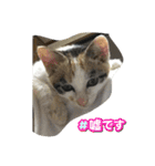 くまらいむかいみかん（個別スタンプ：16）