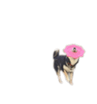 ぼくは黒柴（個別スタンプ：37）