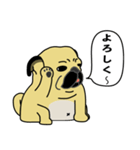 糸吉 パグ スタンプ（個別スタンプ：1）