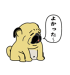糸吉 パグ スタンプ（個別スタンプ：6）