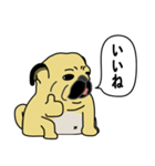 糸吉 パグ スタンプ（個別スタンプ：14）