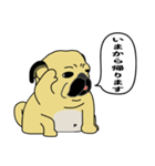 糸吉 パグ スタンプ（個別スタンプ：15）