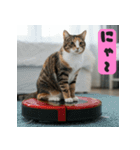 お掃除ロボットの上の猫（個別スタンプ：1）