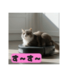 お掃除ロボットの上の猫（個別スタンプ：3）