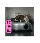 お掃除ロボットの上の猫（個別スタンプ：4）