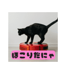お掃除ロボットの上の猫（個別スタンプ：5）