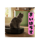 お掃除ロボットの上の猫（個別スタンプ：7）