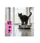 お掃除ロボットの上の猫（個別スタンプ：13）