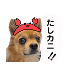 チワワのこめちゃん4（個別スタンプ：1）