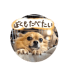 チワワのこめちゃん4（個別スタンプ：2）