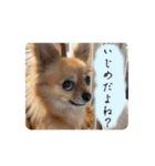 チワワのこめちゃん4（個別スタンプ：4）