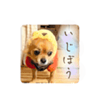 チワワのこめちゃん4（個別スタンプ：14）