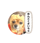 チワワのこめちゃん4（個別スタンプ：15）