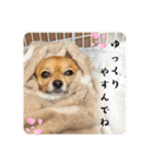 チワワのこめちゃん4（個別スタンプ：19）