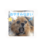 チワワのこめちゃん4（個別スタンプ：20）