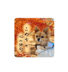 チワワのこめちゃん4（個別スタンプ：22）