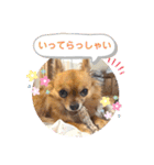 チワワのこめちゃん4（個別スタンプ：23）