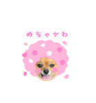 チワワのこめちゃん4（個別スタンプ：24）