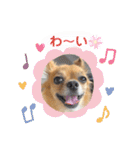 チワワのこめちゃん4（個別スタンプ：25）
