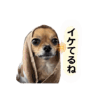 チワワのこめちゃん4（個別スタンプ：30）