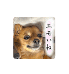 チワワのこめちゃん4（個別スタンプ：31）