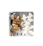 チワワのこめちゃん4（個別スタンプ：32）