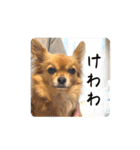 チワワのこめちゃん4（個別スタンプ：34）