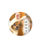 チワワのこめちゃん4（個別スタンプ：35）