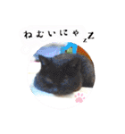 チワワのこめちゃん4（個別スタンプ：38）
