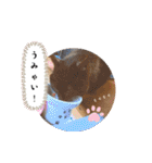 チワワのこめちゃん4（個別スタンプ：39）