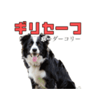 犬種はこうやって覚えるスタンプ（個別スタンプ：26）