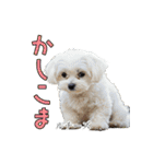 犬種はこうやって覚えるスタンプ（個別スタンプ：30）