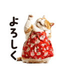 猫ママ 【家族連絡】（個別スタンプ：12）