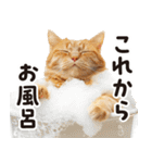 猫ママ 【家族連絡】（個別スタンプ：14）