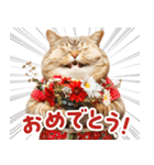 猫ママ 【家族連絡】（個別スタンプ：34）
