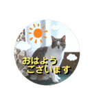 emiroppy   ( 猫ちゃんスタンプ )（個別スタンプ：1）