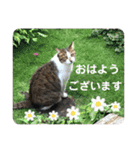 emiroppy   ( 猫ちゃんスタンプ )（個別スタンプ：2）