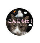 emiroppy   ( 猫ちゃんスタンプ )（個別スタンプ：3）