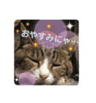 emiroppy   ( 猫ちゃんスタンプ )（個別スタンプ：5）