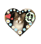emiroppy   ( 猫ちゃんスタンプ )（個別スタンプ：6）