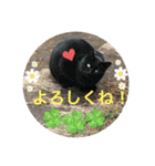 emiroppy   ( 猫ちゃんスタンプ )（個別スタンプ：7）
