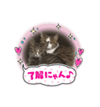 emiroppy   ( 猫ちゃんスタンプ )（個別スタンプ：8）